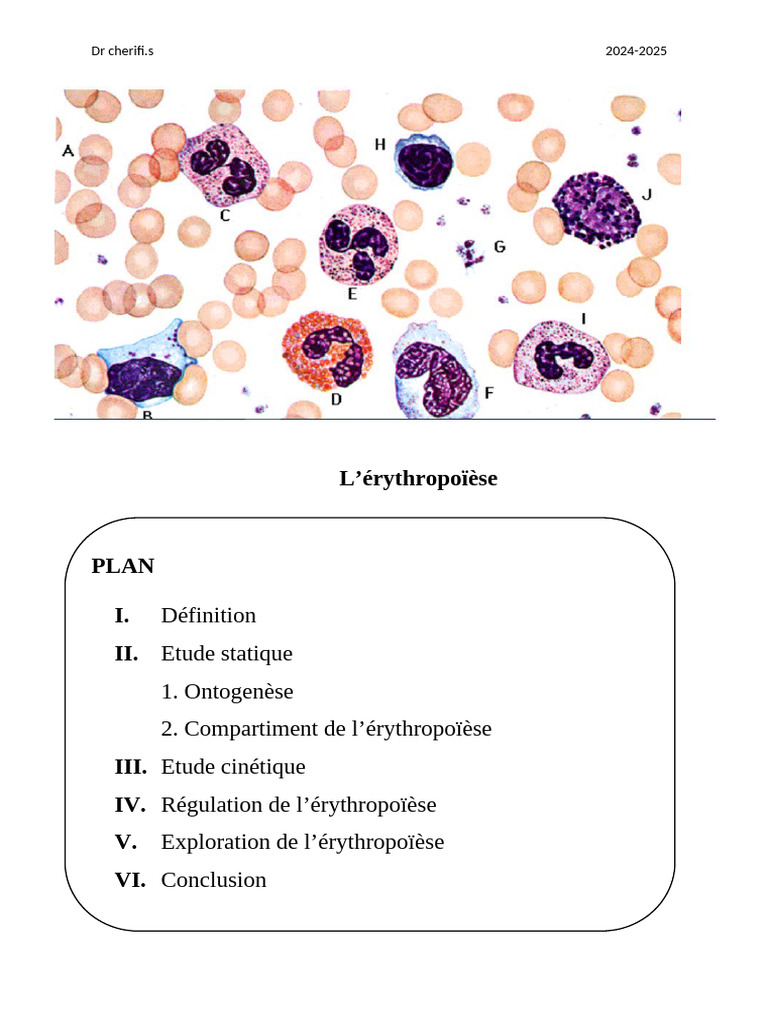 Comprendre l'érythropoïèse en détail | PDF | Globule rouge | Hématopoïèse