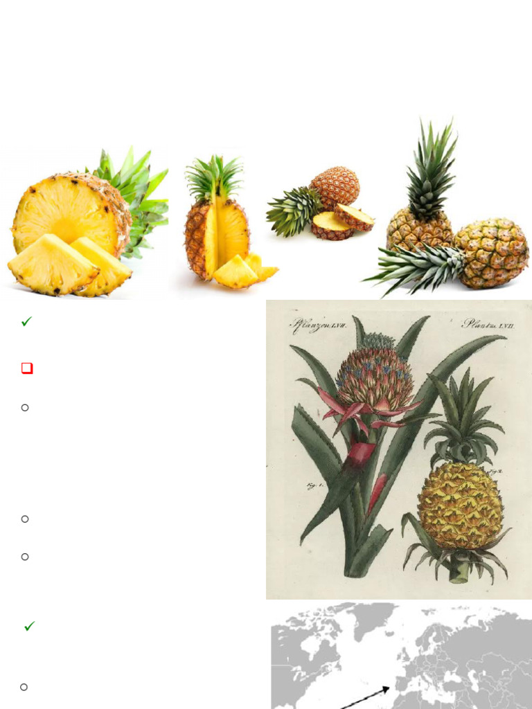 Abacaxi: Taxonomia, Cultivo e Variedades | PDF | Abacaxi