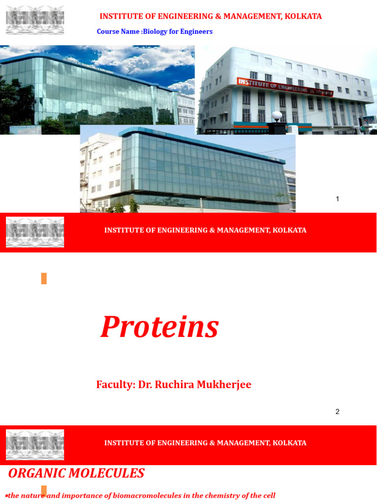 Biology for Engineers: Amino Acids Overview | PDF | Beta Sheet | Alpha ...