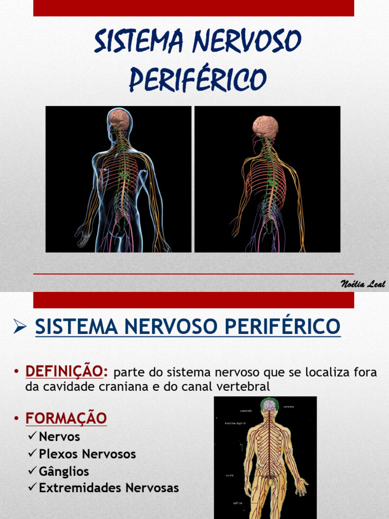 Estrutura e Função do Sistema Nervoso Periférico | PDF | Nervo ...