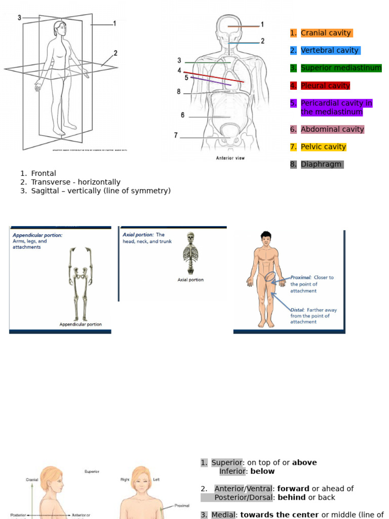 Anatomy and Cancer Terminology Guide | PDF | Anatomical Terms Of ...