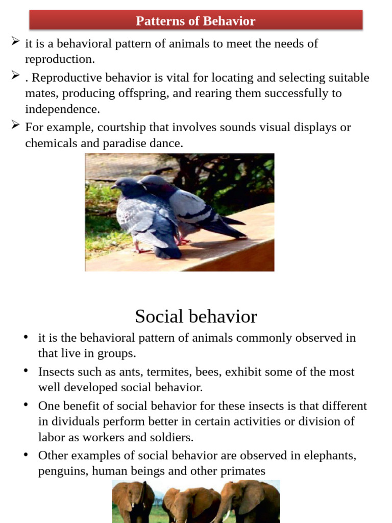 Animal Behavior Patterns Explained | PDF | Thermoregulation | Homeostasis