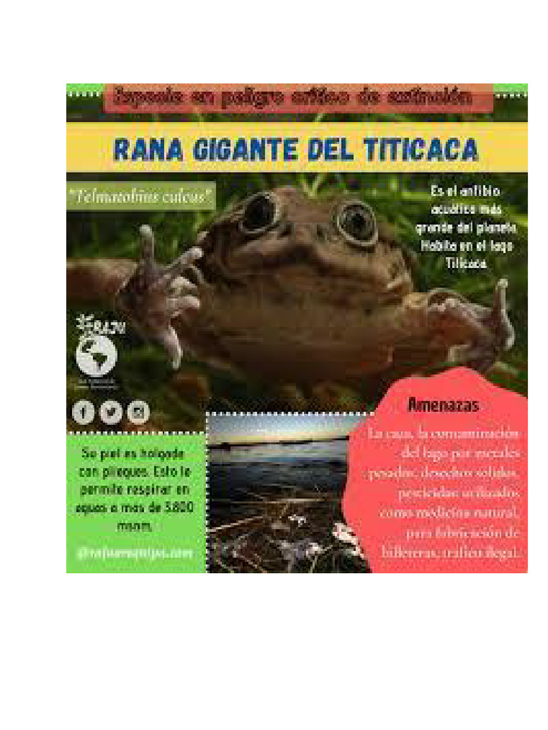 Infografia de La Rana Titicaca | PDF
