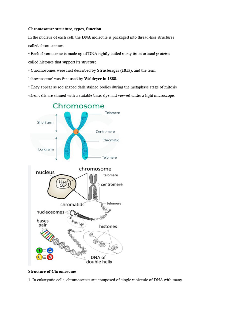 Types and Functions of Chromosomes | PDF | Chromosome | Mitosis