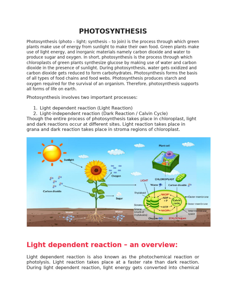 Notes On Photosynthesis | PDF | Photosynthesis | Chloroplast