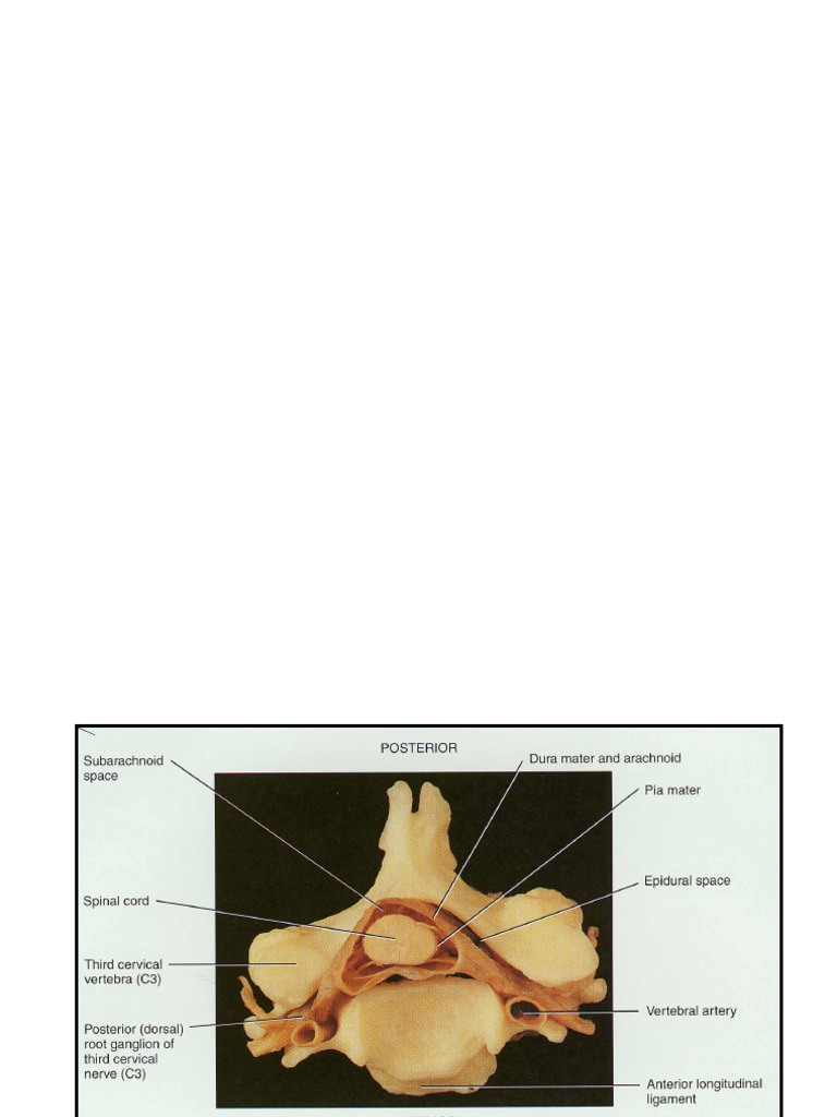 8月12日Spinal Cord and PNS | PDF | Spinal Cord | Human Anatomy
