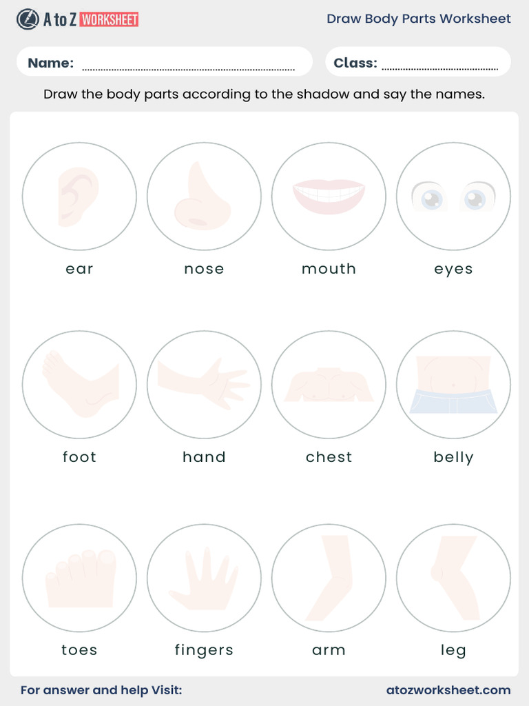 Draw Body Parts Worksheet For Kids | PDF | Hand