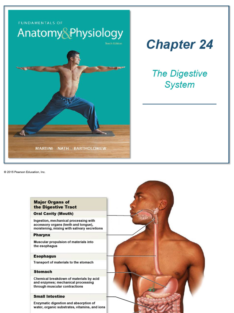 Overview of the Digestive System | PDF | Stomach | Pancreas