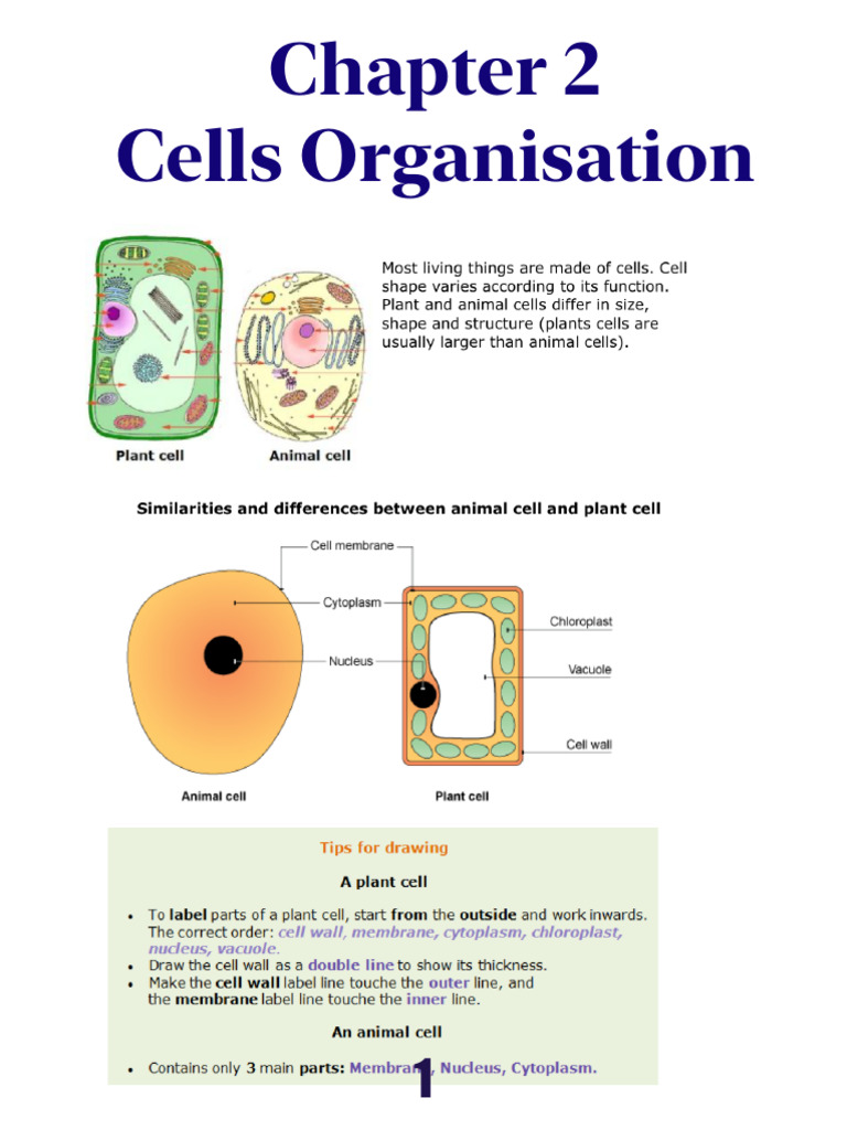 Chapter 2 Cells Organisation - Pagenumber | PDF | Tissue (Biology ...