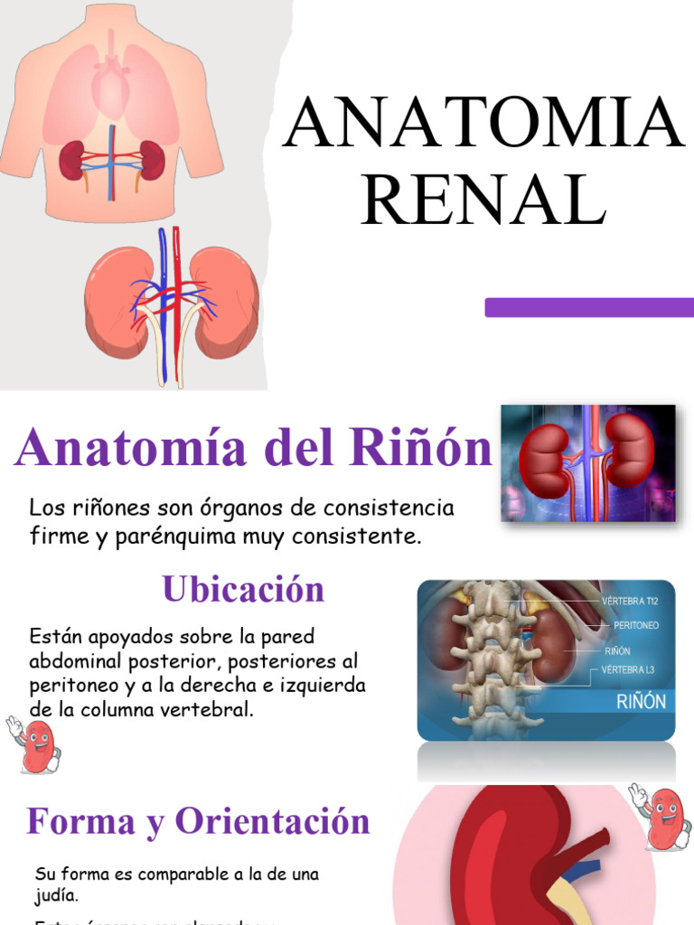 Anatomía y Función del Riñón | PDF | Riñón | Anatomía humana