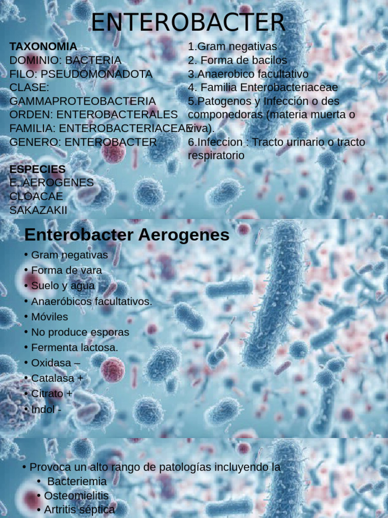 Enterobacter cloacae en cultivos de sangre | PDF | Microbiología ...