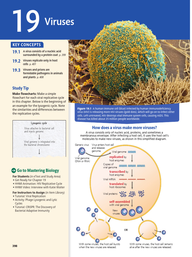 HIV Infection and Viral Replication Explained | PDF | Virus | Bacteriophage