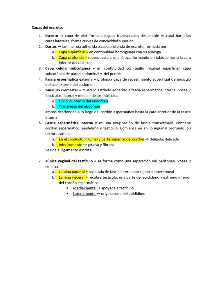 Capas del escroto y su anatomía | PDF