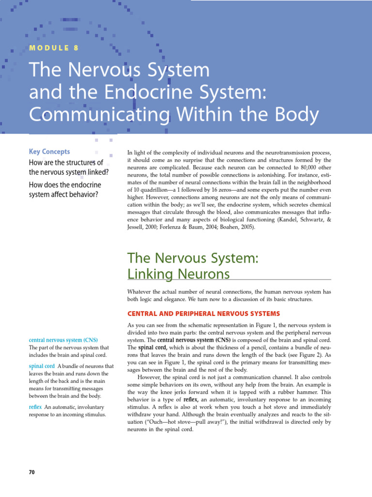 Nervous and Endocrine System Overview | PDF | Nervous System | Motor Neuron