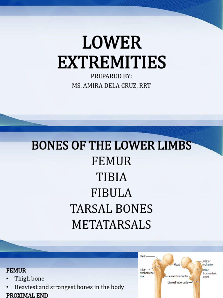 Anatomy and Pathology of Lower Limbs | PDF | Foot | Knee