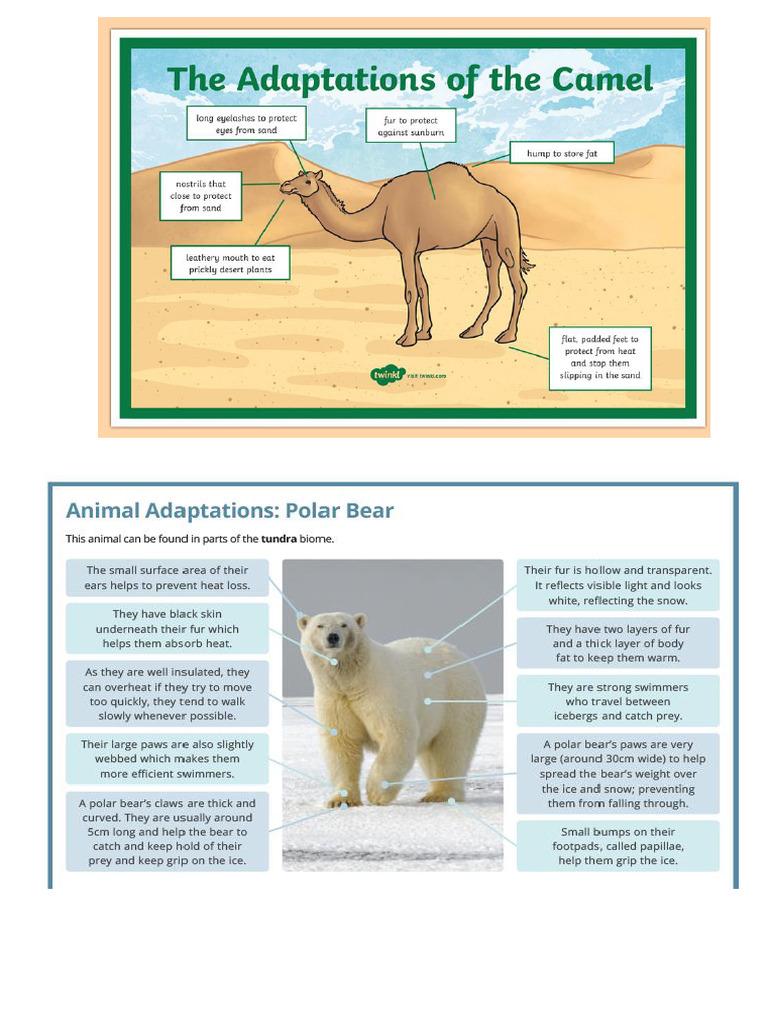 Animal Adaptation | PDF