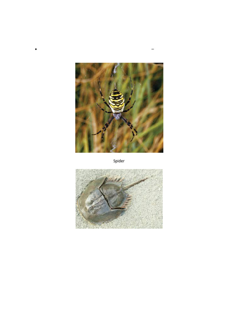 Classification of Arthropods Overview | PDF