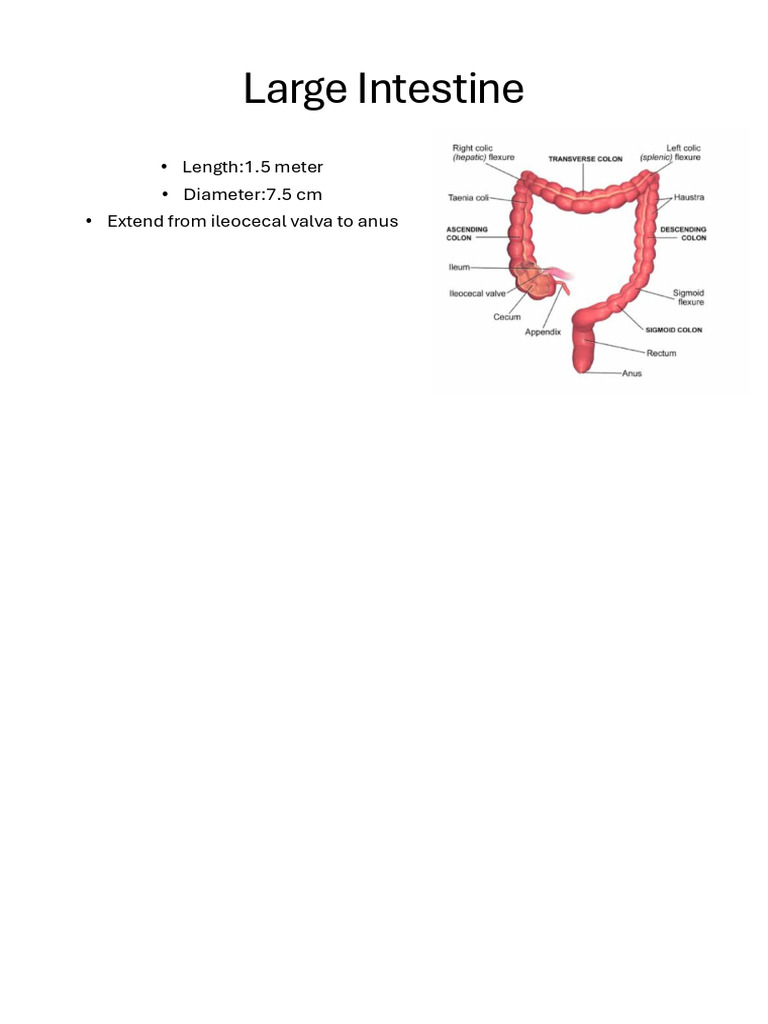 Anatomy and Functions of the Large Intestine | PDF | Large Intestine ...