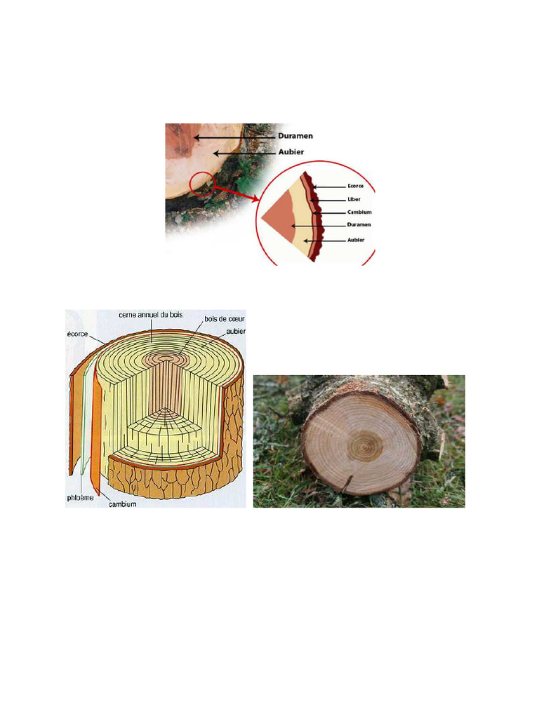 Structure et composition du bois PDF Bois Lignine — free download