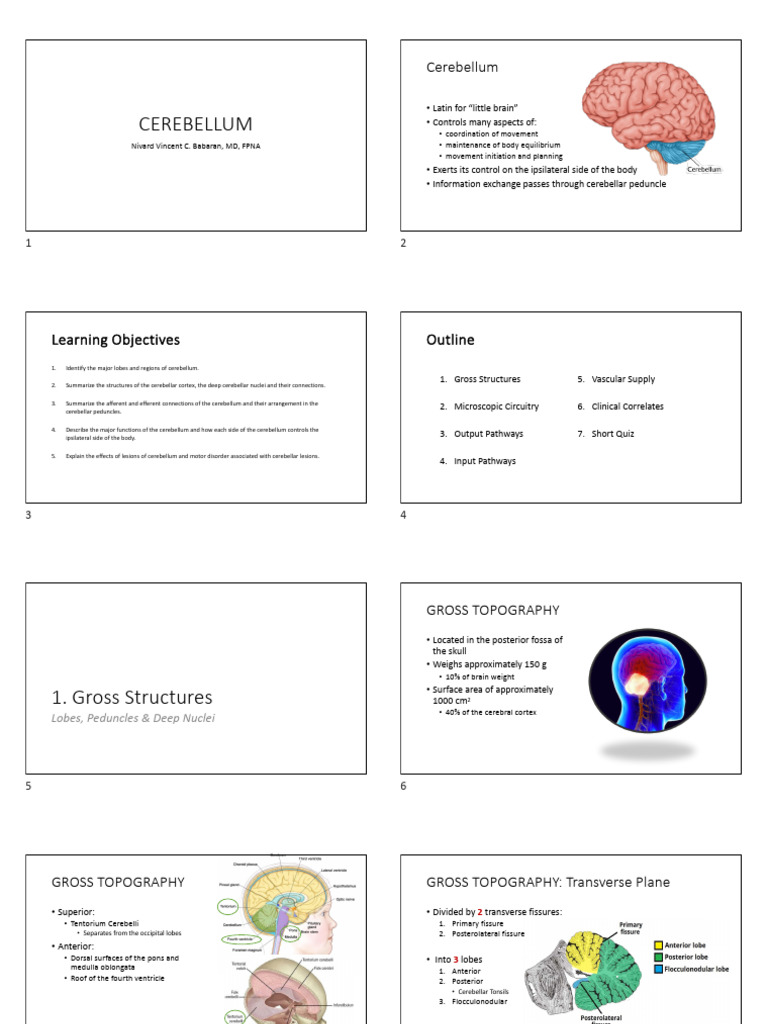 Understanding the Cerebellum's Functions | PDF | Cerebellum | Brainstem