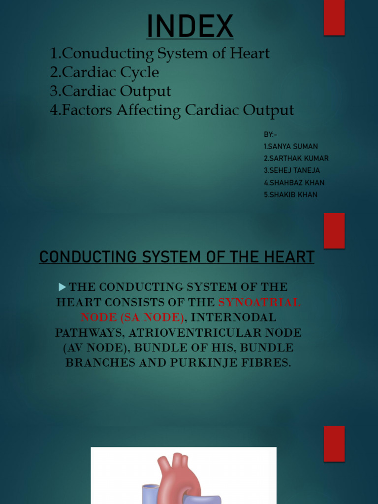Heart Conducting System & Cardiac Cycle | PDF | Diastole | Ventricle ...