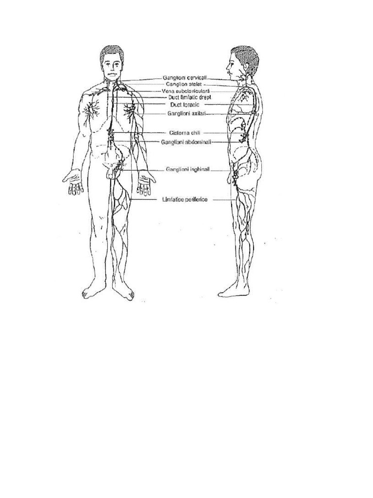 Sistemul Limfatic | PDF