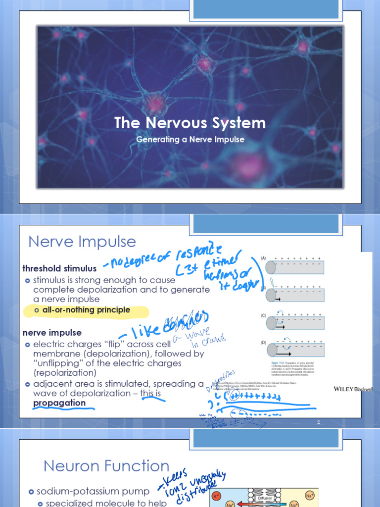 Understanding Nerve Impulses and Neuron Function | PDF | Action ...