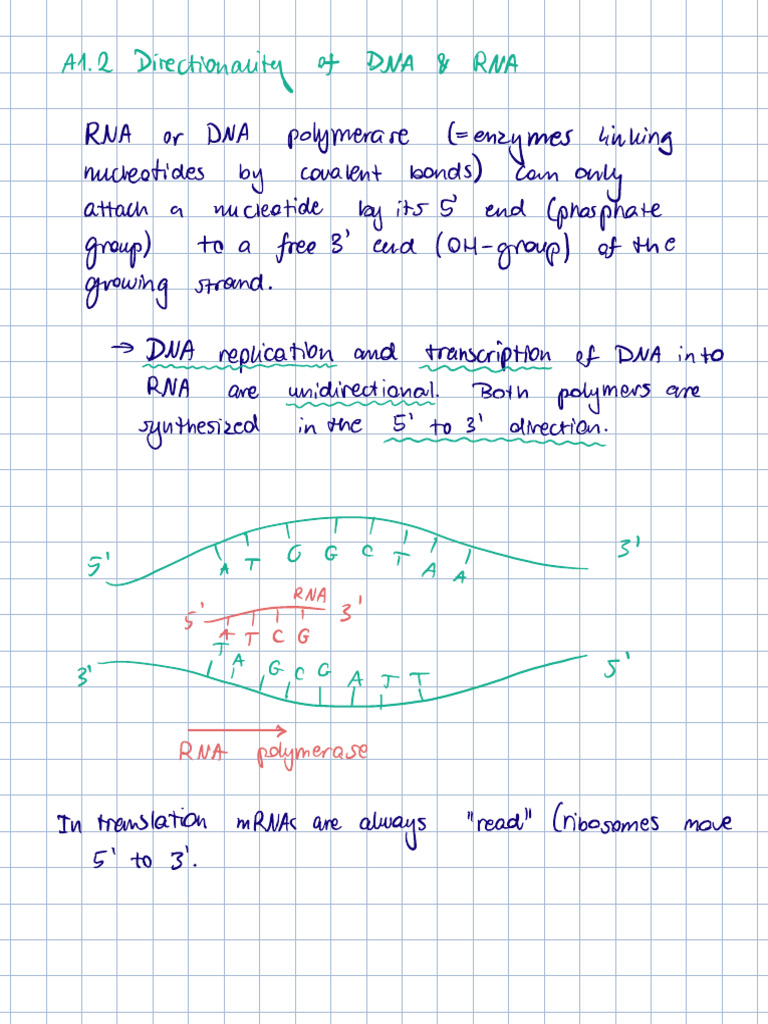 DNA and RNA Directionality Explained | PDF