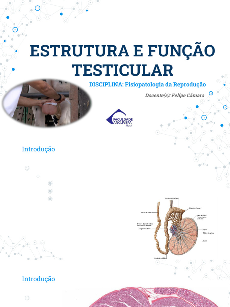 Estrutura dos Testículos e Funções | PDF | Testículo | Anatomia