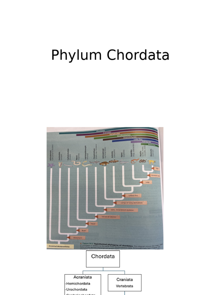 Overview of Phylum Chordata | PDF | Vertebrates | Fish
