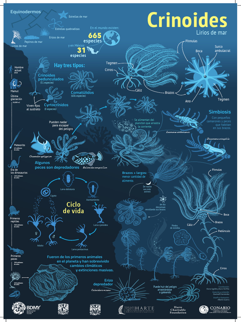 Crinoides 300dpi CMYK | PDF | Zoología