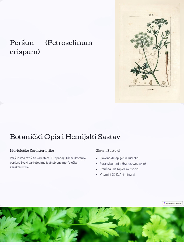 persun-petroselinum-crispum-pdf