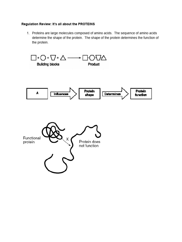 Regulation Review - It's All About The PROTEINS | PDF