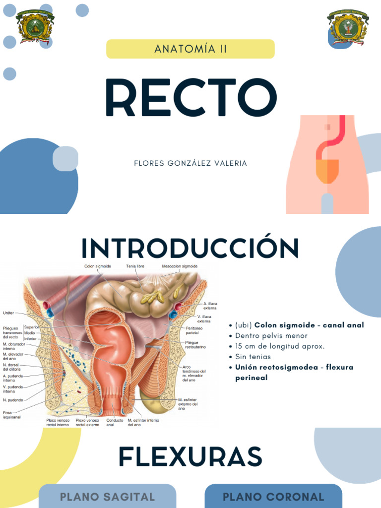 Anatomía del Recto y Canal Anal | PDF | Recto | Pelvis