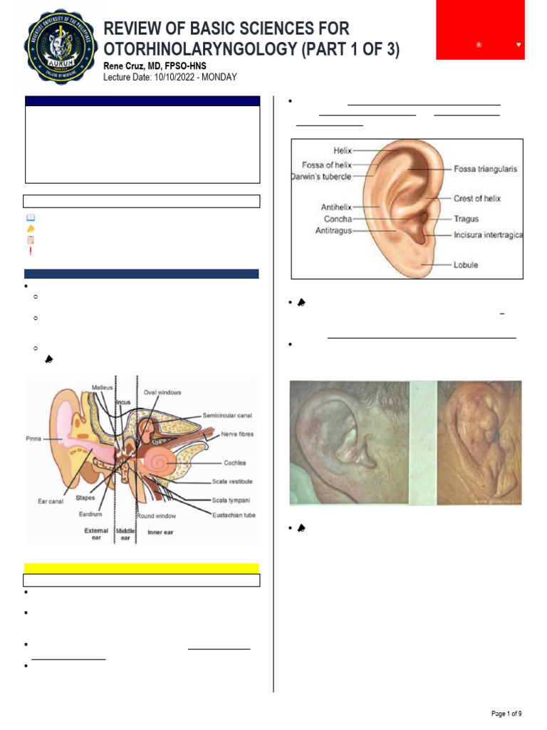 Anatomy and Physiology of the Ear | PDF | Ear | Hearing