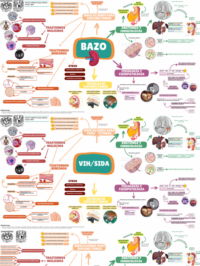 Indicaciones y Anatomía del Bazo | PDF | Bazo | Anatomia animal