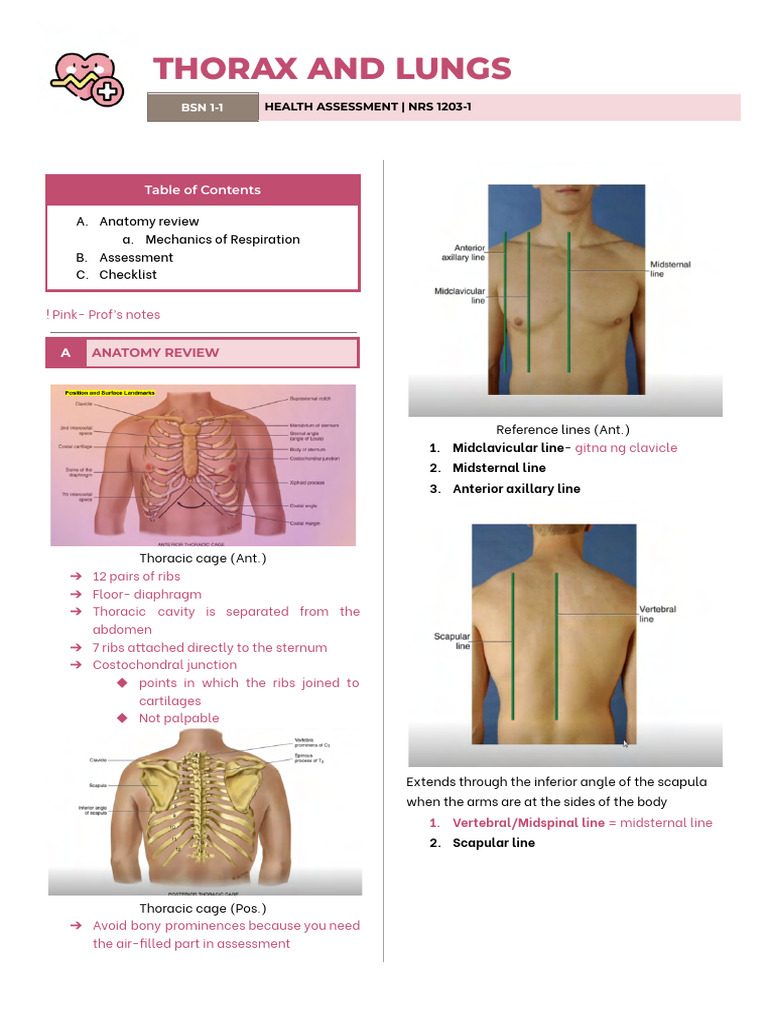 Thoracic Anatomy and Respiratory Assessment | PDF | Thorax | Cough