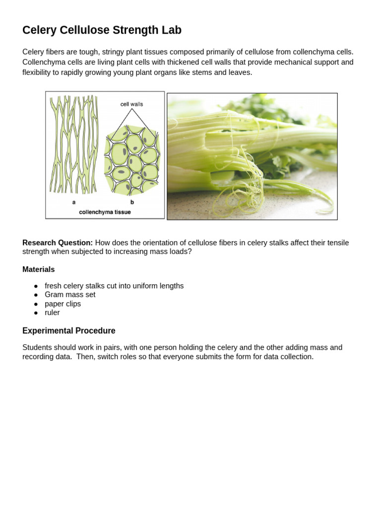Celery Strength Lab | PDF | Cellulose | Polysaccharide