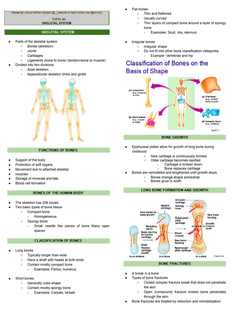 Overview of the Skeletal System | PDF | Skeleton | Skull