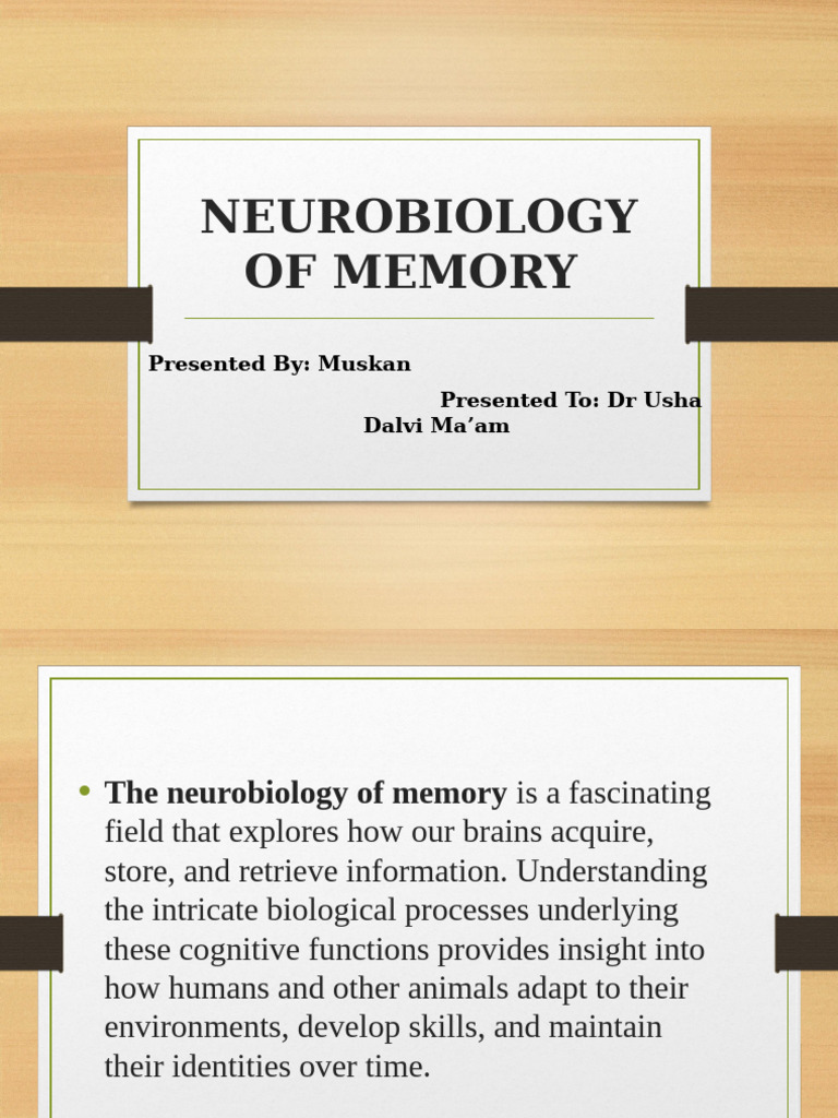 Neurobiology of Memory Explained | PDF | Memory | Hippocampus