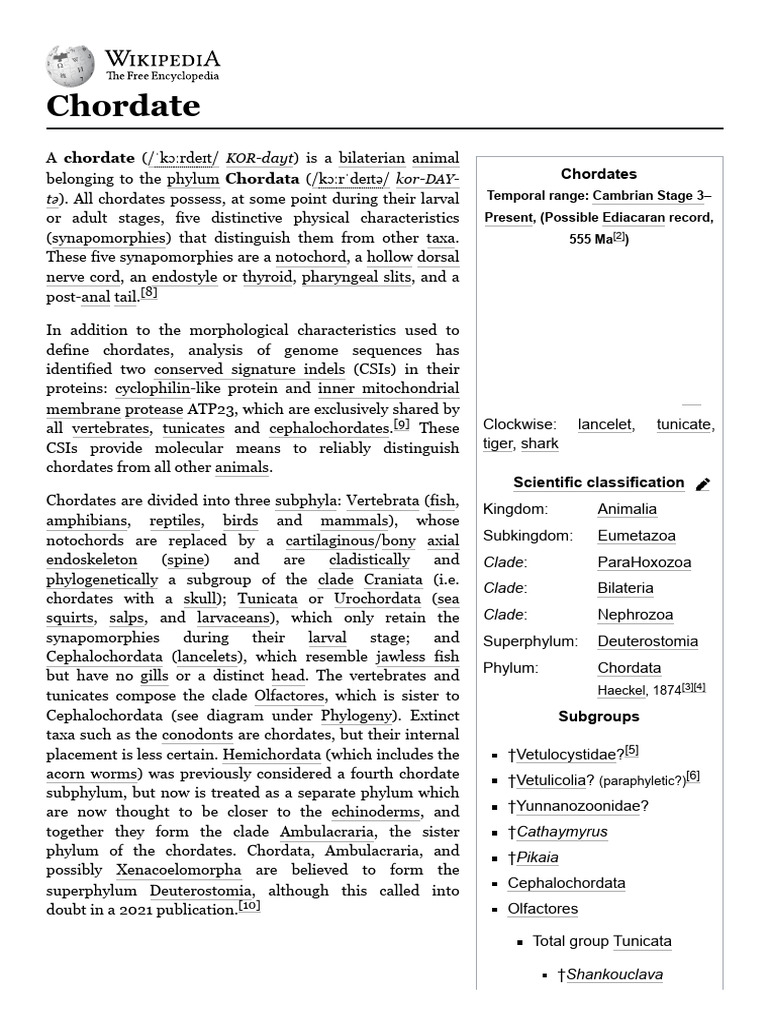 Overview of Chordata Classification | PDF | Vertebrates | Chordates