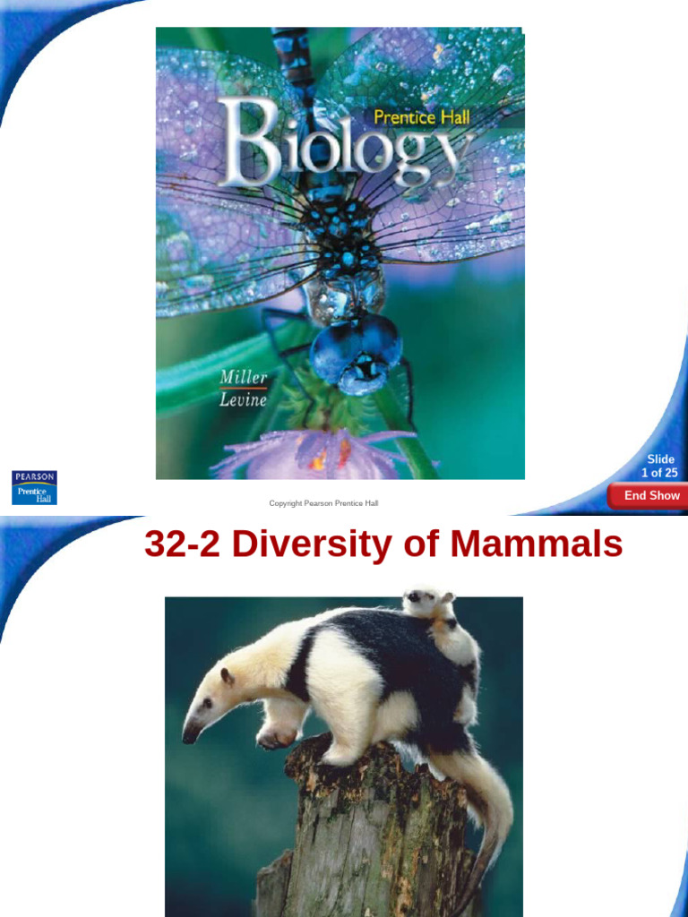 Diversity of Mammals Overview | PDF | Mammals | Marsupials