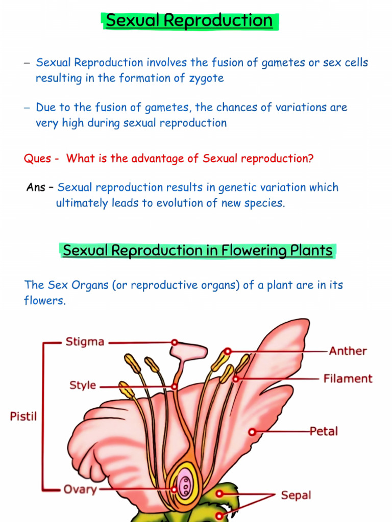 Class 10 Sexual Reproduction (Plants) Part - 1 Notes | PDF | Flowers | Seed