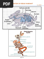 Rabbit Digestive System Anatomy Guide | PDF | Stomach ...