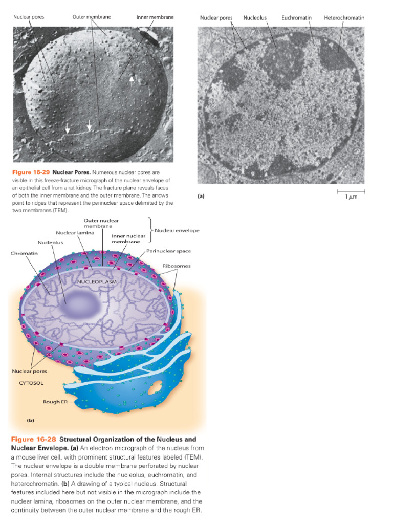 Nucleus | PDF