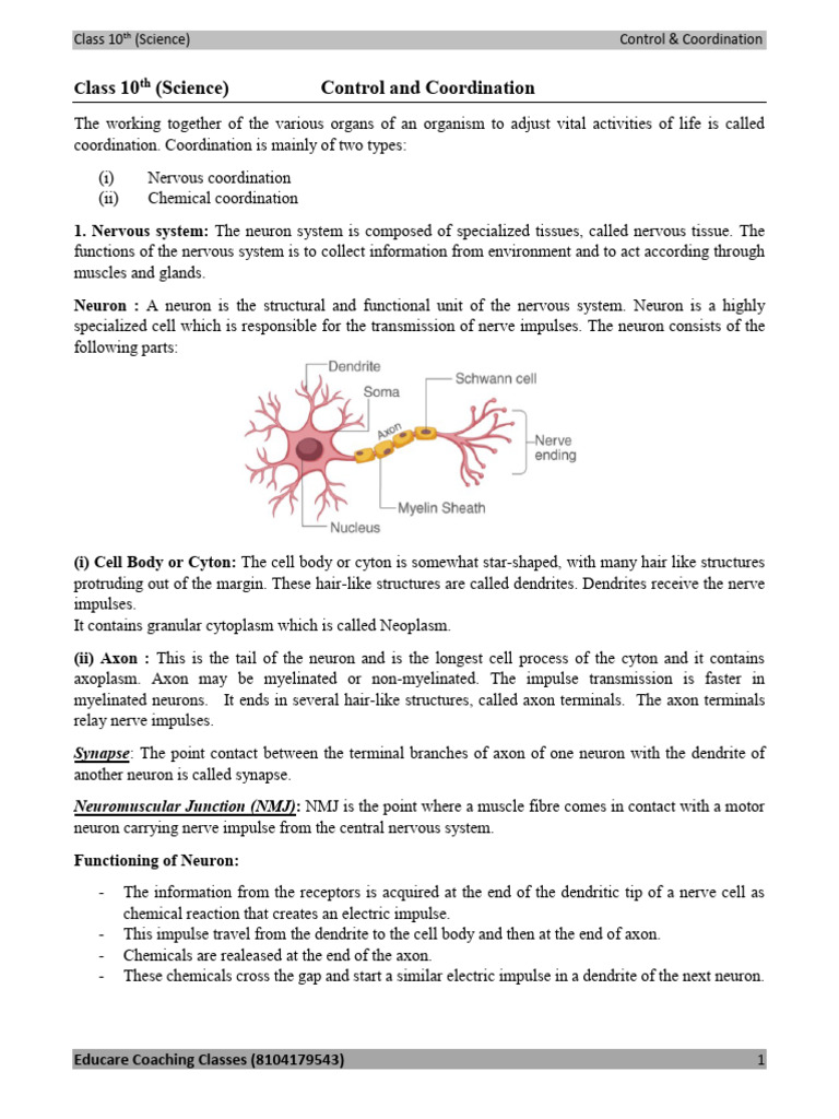 Control and Coordination in Humans and Plants | PDF | Plant Hormone ...