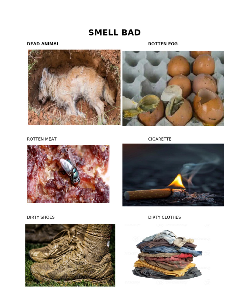 Smell Bad CBC | PDF