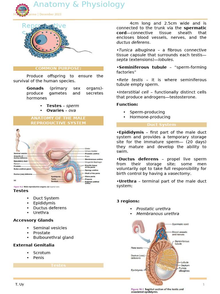Male and Female Reproductive Anatomy | PDF | Menstrual Cycle | Ovary