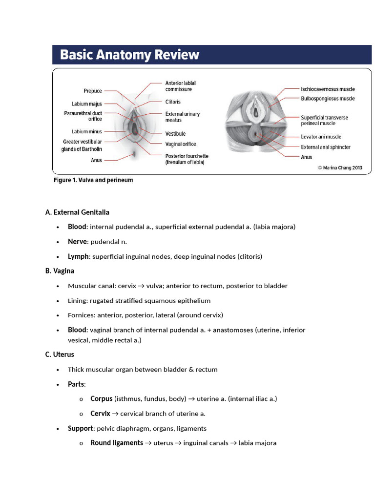 Orlissa and Menstrual Cycle Overview | PDF | Uterus | Ovary