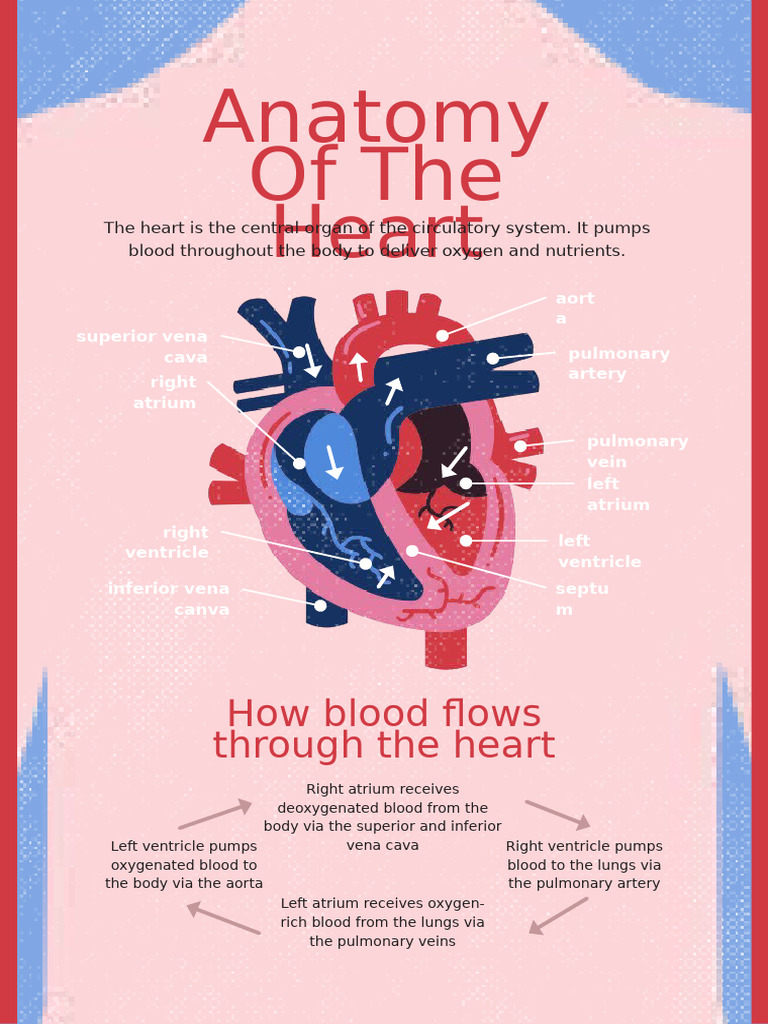 نسخة من Anatomy of the Heart | PDF | Atrium (Heart) | Circulatory System